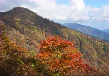 尾根の紅葉