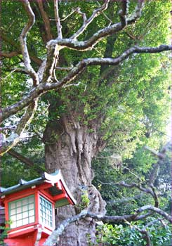 大銀杏