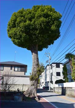 路地の楠木