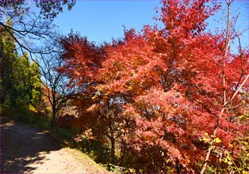 紅葉道