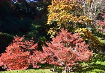 紅葉