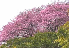 河津桜