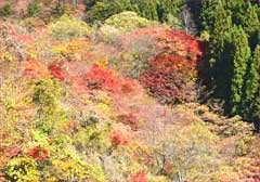 三頭山紅葉