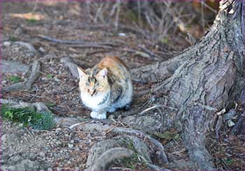 野良猫