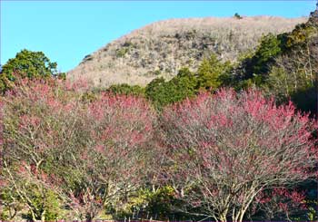 幕山見ゆ