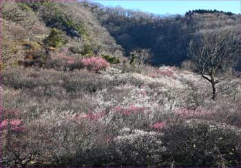 梅咲く