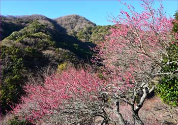 梅咲く