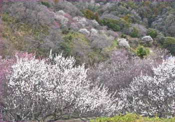 田浦梅林