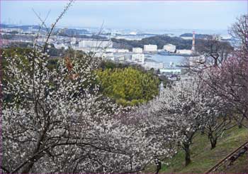 田浦梅林