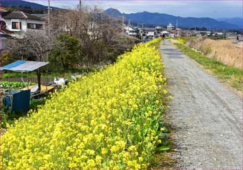 狩川を