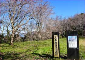 三春滝桜