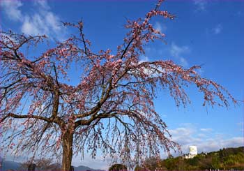 しだれ桜も