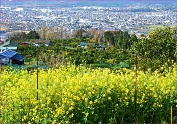 菜の花