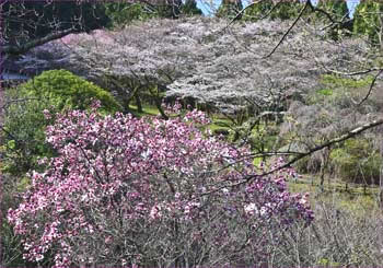 最明寺史跡公園