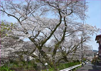 花見