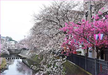 大岡川花見