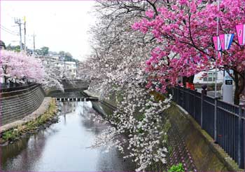 桜満開