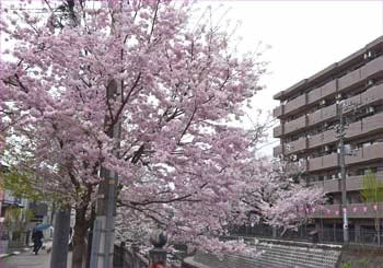 桜並木