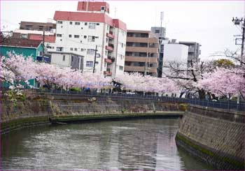 桜並木