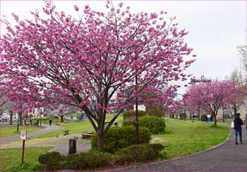 蒔田公園