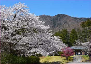 桜満開