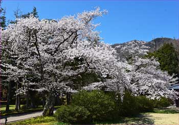 桜並木