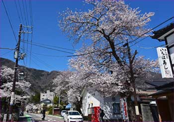 弥彦花盛り