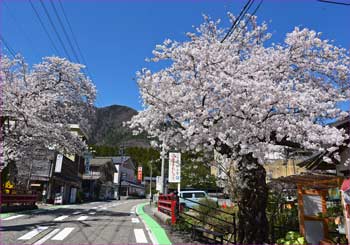 桜満開