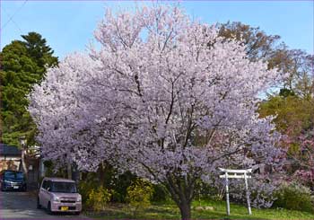 桜