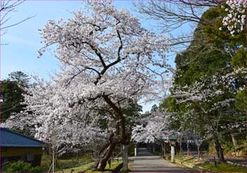 弥彦公園へ