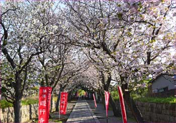 八重桜