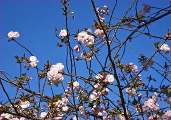 八重桜