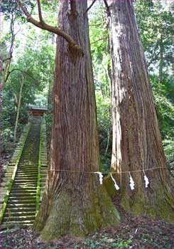 鳥居杉