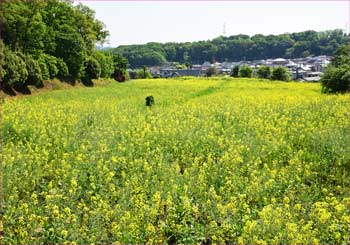 菜の花畑