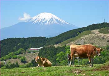 薫る野牧場