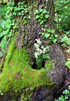 クヌギの花瓶