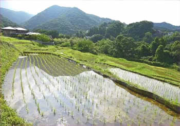 寺坂棚田 