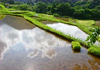 田植えの頃