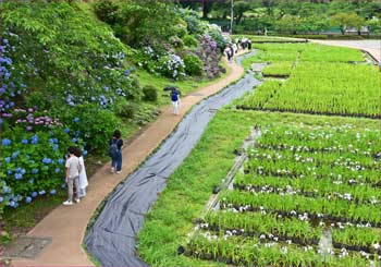 菖蒲園