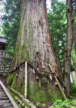 神木杉