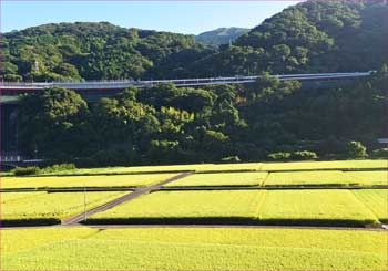 谷峨の田んぼ