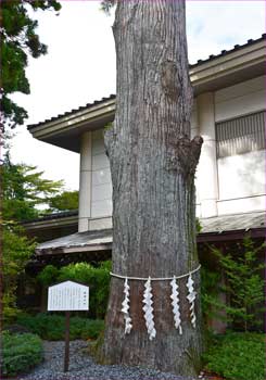 奉雷の杉