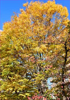 石上公園の欅