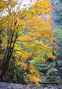 沢の黄葉