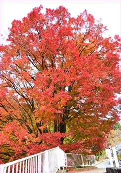 地蔵堂口の紅葉