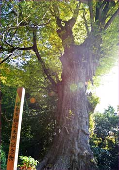 大銀杏