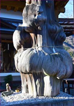 丹こぶ栂