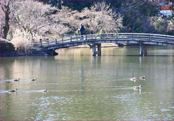 上の池