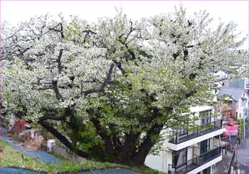 桜満開
