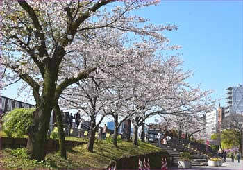 隅田川花見